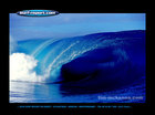 Beesten surfen