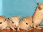 Hamsterdans 2