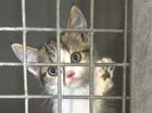 dieren