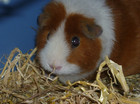 cavia's vrijhei