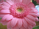 BLOEMEEEN