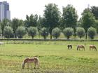 Paarden