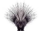 porcupine tree