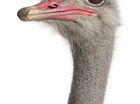 struisvogel