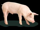 Stop the pigs