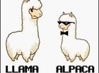 llama